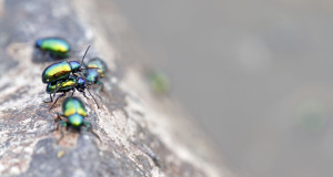 Fort Chipewyan Bedazzled by Beetle’s Mysterious Appearance